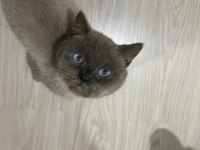 British shorthair paşa yeni yuvasını arıyor