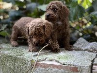 Mükemmel Renk Sağlık Garantili Toy Poodle