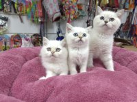 Minik Beyaz Güzeli British Shorthair