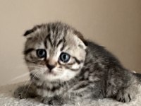 Dişi tabby scottish fold