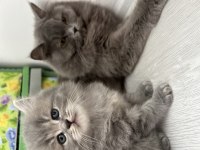 British Longhair Sahiplendirme