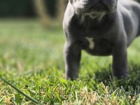 Blue French Bulldog Yavruları 