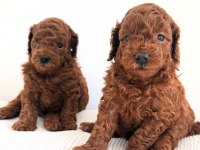 Toy poodle yavrular yeni yuvalarına gitmek için sabırsız