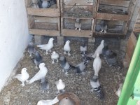VARSA GÜZELİ GÜVERCİNLER