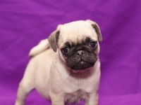 DÜNYA TATLISI PUG YAVRULARI