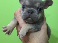 Lilac tan erkek french bulldog bebeğimiz yeni evini arıyor