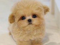 Kore kanı morkie