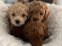 RUHSATLI POODLE EVİNDEN ERKEK DİŞİ POODLE BEBEKLERİM