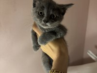 Gri British Shorthair Bebekler