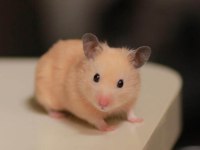 Suriye ve gonzales hamster yavrular