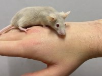 Lab - Rat - Dumbo Rat - Panda Mice Adrese Teslim Mevcut