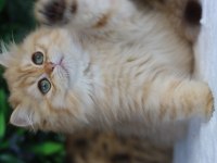 British Longhair Dişi Kedimiz