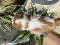 Cavalier King Charles yavrular