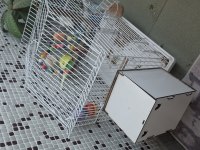 Tam malzemeli çift sağlıklı muhabbet kuşları