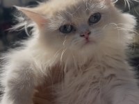 Cy12 British Longhair Erkek Bebek