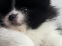 2 aylık çok tatlı pomeranian