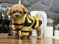 Mini Maltipoo Bebeklerimiz