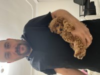 Orijinal teacup Poodle