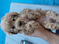 POODLE OZELLIKLERINE SAHİP
