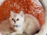 British Shorthair Silver Point