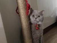 Full Şecereli British Shorthair Kedimiz