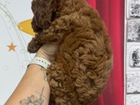 TOY POODLE KÖPEĞİ