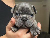 French Bulldog Yavruları