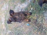Siyah malinois