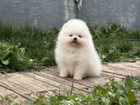 Orjinal Pomeranian boo yavrularımız