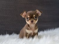Elma Kafa Disi Erkek Chihuahua Bebeklerimiz