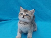 Black Golden Küçük British Shorthair Prens