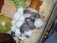 Yavru hamsterlar