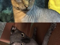 2 Dişi 2 Erkek Levkoy Sphynx Yavruları Yuvasını Arıyor