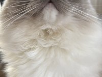 1,5 yaş dişi ragdoll kızıma eş arıyorum