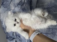 British longhair yavrular
