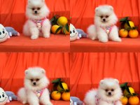Mersin Pomeranian Boo Ayı Surat Yavrular