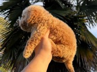 TOY POODLE KÖPEĞİMİZ YENİ YUVASINA HAZIR