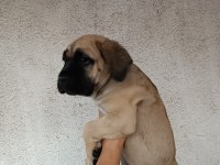 Efsane Cane Corso Yavrular