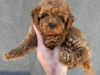 SAĞLIK VE IRK GARANTİLİ KORE POODLE