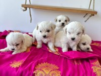 Terrier Maltese Malta