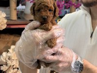 Mini Boy Toy Poodle Yavrularımız A Kalite Şecereli