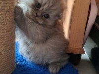 Scottish fold kedisi dişi ve erkek