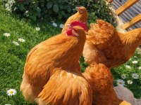 Buff Orpington Cinsi Tavuk Kuluçkalık Yumurta Ve Civciv