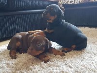 ÜST SEVİYE DOBERMAN YAVRULARI