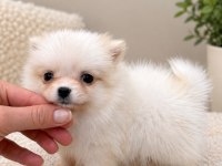 Pomeranian Boo Teacup 