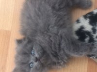 British Longhair DİŞİ SAFKAN