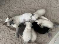 4 British Shorthair Yavru Kedi