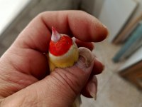 Yavru ve takım ispinoz mevcuttur