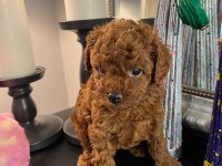 Kore kan poodle köpekler