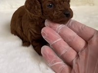 Safkan Kore kan toy poodle bebeklerimiz